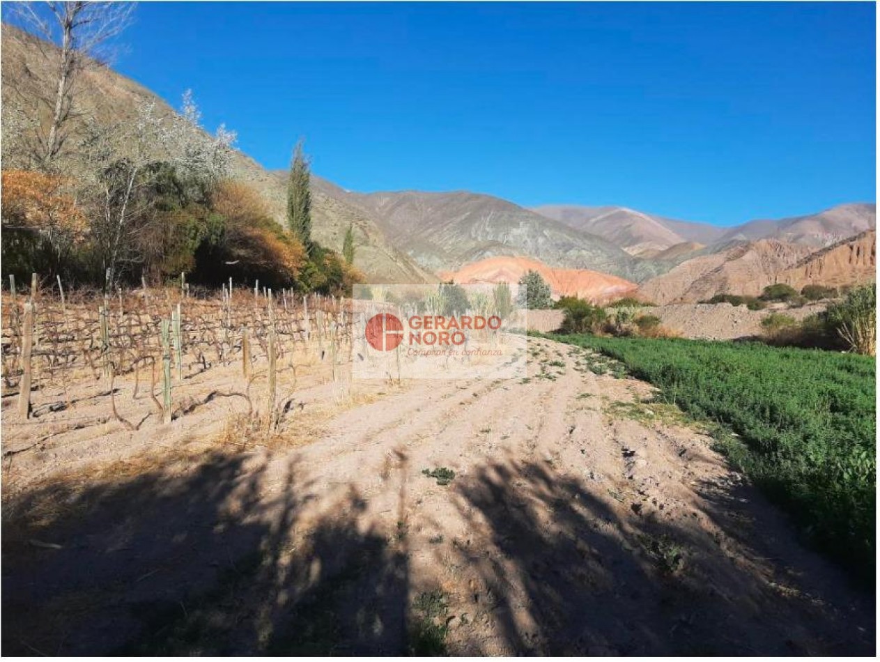 FINCA VITIVINICOLA EN VENTA EN PURMAMARCA - EL REPARO 