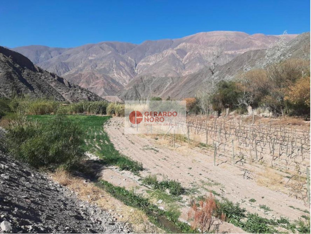 FINCA VITIVINICOLA EN VENTA EN PURMAMARCA - EL REPARO 
